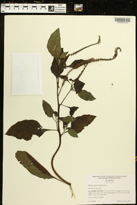 Heliotropium indicum image