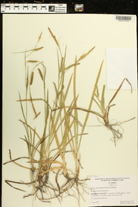 Carex microdonta image