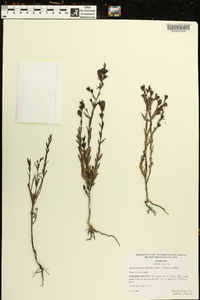 Agalinis heterophylla image