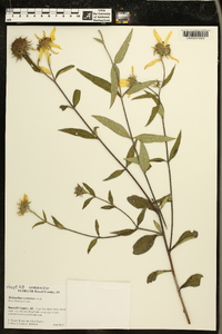 Helianthus resinosus image