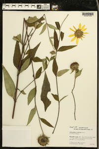 Helianthus resinosus image