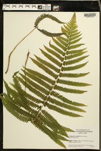 Thelypteris kunthii image