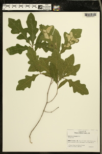 Quercus sinuata image