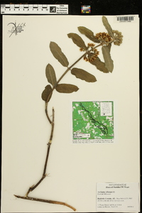 Asclepias obovata image