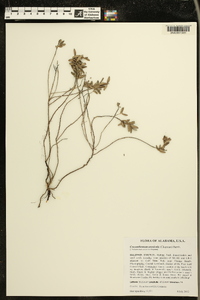 Crocanthemum arenicola image