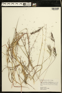 Bothriochloa pertusa image