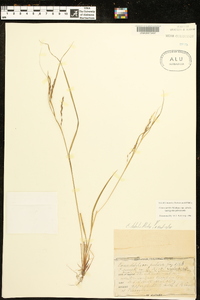 Carex debilis var. debilis image