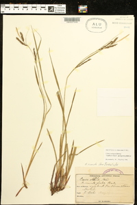 Carex venusta image