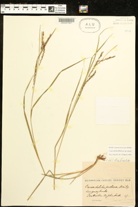 Carex debilis var. debilis image