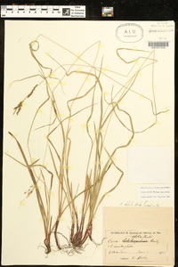 Carex debilis var. debilis image