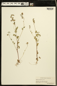 Phacelia maculata image