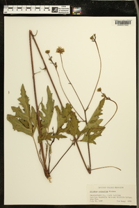 Silphium compositum image