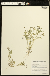 Astragalus nuttallianus image