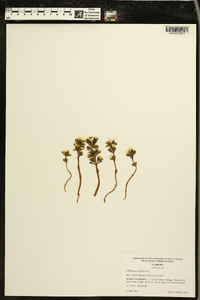 Obolaria virginica image