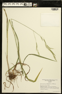 Bromus pubescens image