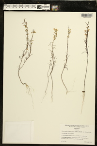 Dicerandra linearifolia image