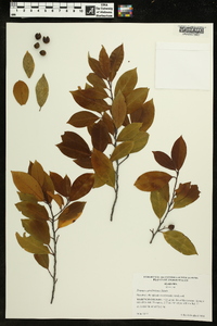 Prunus caroliniana image
