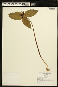 Trillium stamineum image