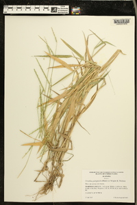 Urochloa platyphylla image