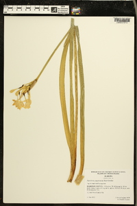 Narcissus papyraceus image