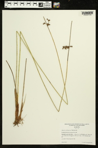 Juncus coriaceus image