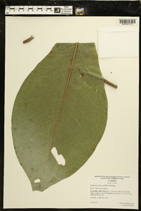 Magnolia macrophylla image