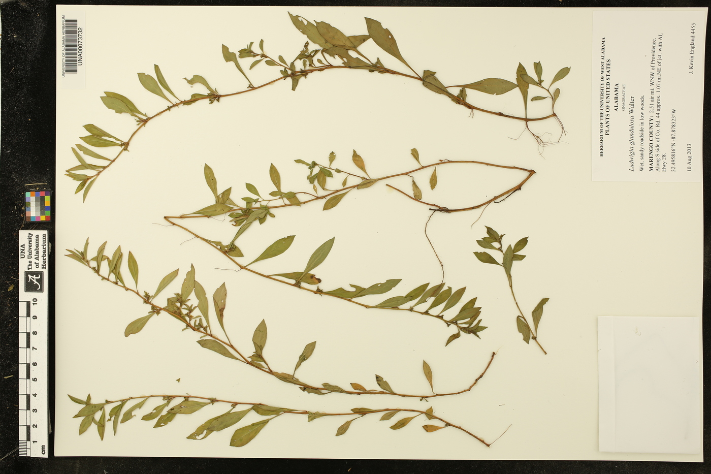 Ludwigia glandulosa image