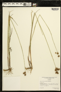 Juncus brachycarpus image