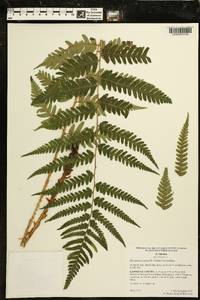 Dryopteris celsa image