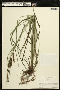 Carex glaucescens image