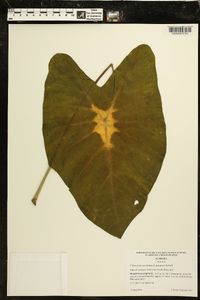 Colocasia esculenta image