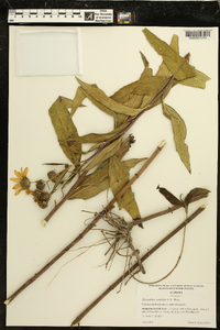 Helianthus simulans image