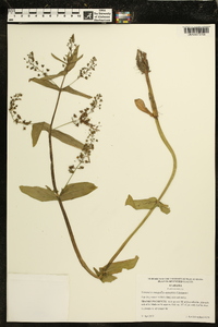 Veronica anagallis-aquatica image