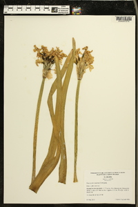 Narcissus tazetta image