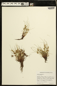 Cyperus squarrosus image