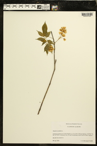 Staphylea trifolia image