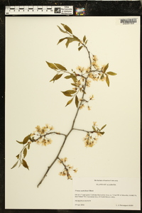 Prunus umbellata image