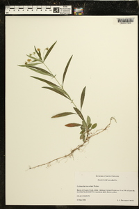 Lysimachia lanceolata image