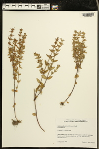 Sophronanthe pilosa image