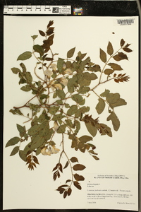 Robinia hispida image