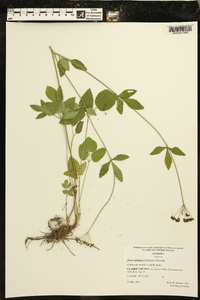 Zizia trifoliata image