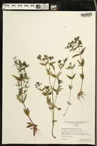 Houstonia lanceolata image