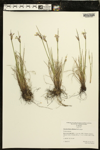 Sisyrinchium albidum image