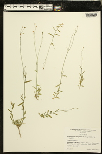 Wahlenbergia marginata image