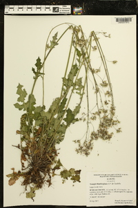 Youngia japonica image