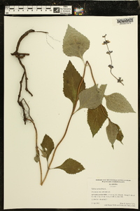 Salvia urticifolia image