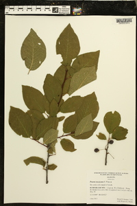 Prunus mexicana image