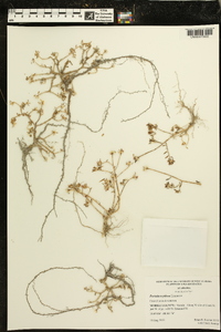 Portulaca pilosa image