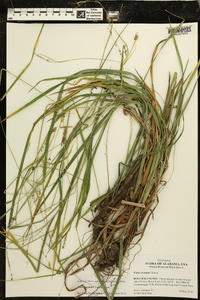 Carex oxylepis image