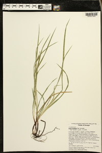 Carex oxylepis image